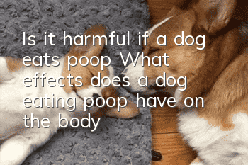 Is it harmful if a dog eats poop? What effects does a dog eating poop have on the body?