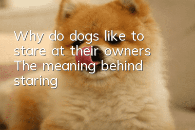 Why do dogs like to stare at their owners? The meaning behind staring