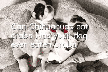 Can Chihuahuas eat crabs? Has your dog ever eaten crabs?