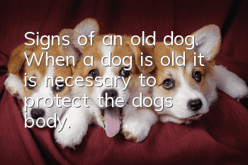 Signs of an old dog. When a dog is old, it is necessary to protect the dog’s body.