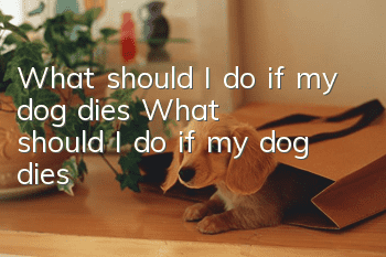 What should I do if my dog dies? What should I do if my dog dies?