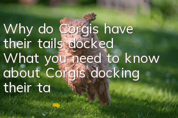 Why do Corgis have their tails docked? What you need to know about Corgis docking their tails