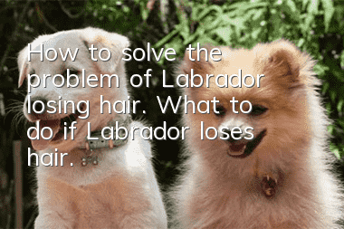 How to solve the problem of Labrador losing hair. What to do if Labrador loses hair.