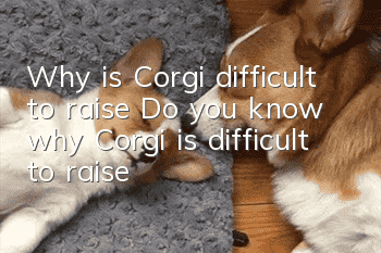 Why is Corgi difficult to raise? Do you know why Corgi is difficult to raise?