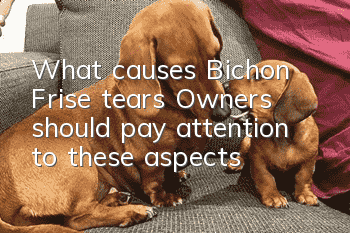What causes Bichon Frise tears? Owners should pay attention to these aspects