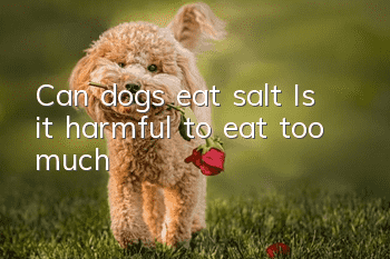 Can dogs eat salt? Is it harmful to eat too much?
