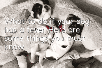 What to do if your dog has a fever? Here are some things you must know