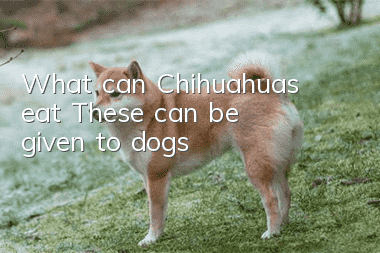 What can Chihuahuas eat? These can be given to dogs