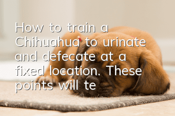 How to train a Chihuahua to urinate and defecate at a fixed location. These points will teach you how to train your dog.