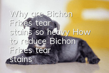 Why are Bichon Frize's tear stains so heavy? How to reduce Bichon Frize's tear stains