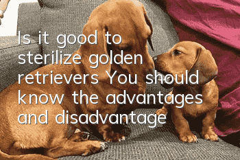 Is it good to sterilize golden retrievers? You should know the advantages and disadvantages of neutering golden retrievers