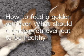 How to feed a golden retriever? What should a golden retriever eat to be healthy?