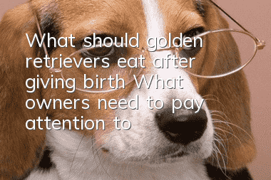 What should golden retrievers eat after giving birth? What owners need to pay attention to in the postpartum dietary care of golden retrievers!