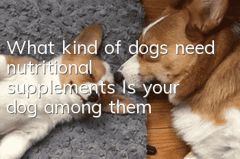 What kind of dogs need nutritional supplements? Is your dog among them?