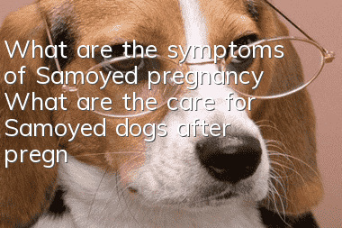 What are the symptoms of Samoyed pregnancy? What are the care for Samoyed dogs after pregnancy?