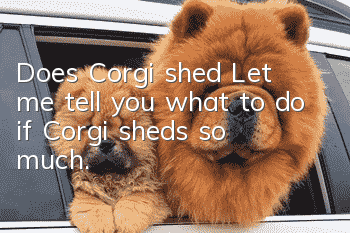 Does Corgi shed? Let me tell you what to do if Corgi sheds so much.