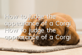 How to judge the appearance of a Corgi How to judge the appearance of a Corgi