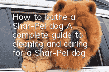 How to bathe a Shar-Pei dog? A complete guide to cleaning and caring for a Shar-Pei dog