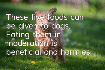 These five foods can be given to dogs. Eating them in moderation is beneficial and harmless to dogs.