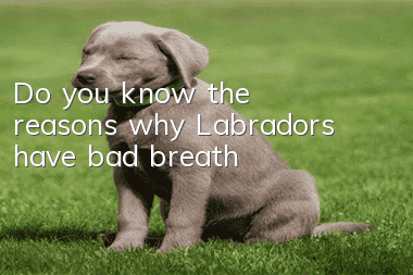 Do you know the reasons why Labradors have bad breath?