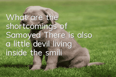 What are the shortcomings of Samoyed? There is also a little devil living inside the smiling angel.