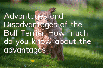 Advantages and Disadvantages of the Bull Terrier How much do you know about the advantages and disadvantages of the fierce-looking Bull Terrier?