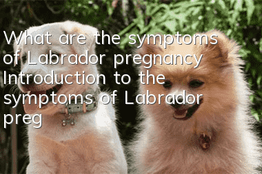 What are the symptoms of Labrador pregnancy? Introduction to the symptoms of Labrador pregnancy