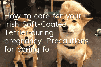 How to care for your Irish Soft-Coated Terrier during pregnancy. Precautions for caring for your Irish Soft-Coated Terrier during pregnancy.