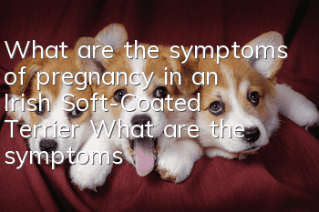 What are the symptoms of pregnancy in an Irish Soft-Coated Terrier? What are the symptoms of an Irish Soft-Coated Terrier?