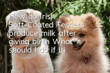 How do Irish Soft-Coated Terriers produce milk after giving birth? What should I do if Irish Soft-Coated Terriers don’t produce milk after giving birth?