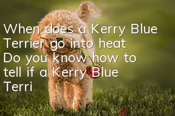 When does a Kerry Blue Terrier go into heat? Do you know how to tell if a Kerry Blue Terrier is pregnant?