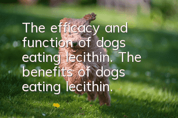 The efficacy and function of dogs eating lecithin. The benefits of dogs eating lecithin.