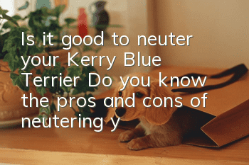 Is it good to neuter your Kerry Blue Terrier? Do you know the pros and cons of neutering your Kerry Blue Terrier?