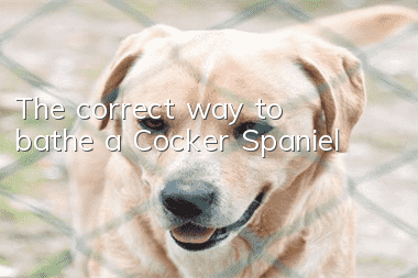 The correct way to bathe a Cocker Spaniel