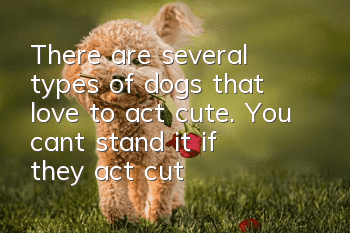 There are several types of dogs that love to act cute. You can’t stand it if they act cute.
