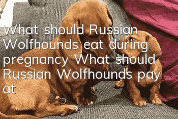 What should Russian Wolfhounds eat during pregnancy? What should Russian Wolfhounds pay attention to when pregnant?