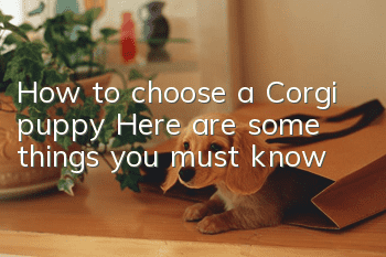How to choose a Corgi puppy? Here are some things you must know