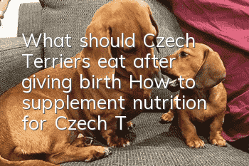 What should Czech Terriers eat after giving birth? How to supplement nutrition for Czech Terriers after giving birth?