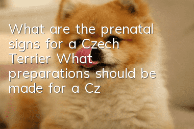 What are the prenatal signs for a Czech Terrier? What preparations should be made for a Czech Terrier before giving birth?