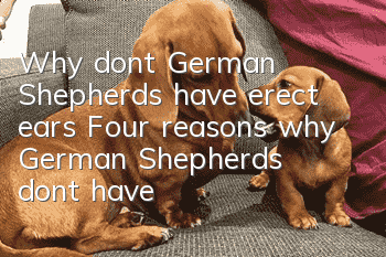 Why don’t German Shepherds have erect ears? Four reasons why German Shepherds don’t have erect ears.