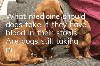 What medicine should dogs take if they have blood in their stools? Are dogs still taking medicine if they have blood in their stools?