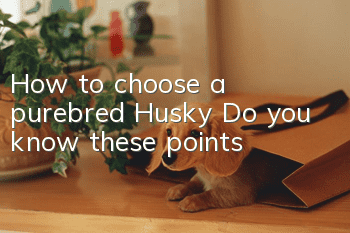 How to choose a purebred Husky? Do you know these points?