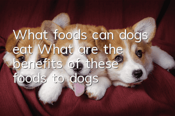 What foods can dogs eat? What are the benefits of these foods to dogs?