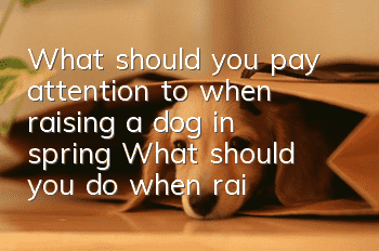 What should you pay attention to when raising a dog in spring? What should you do when raising a dog in spring?