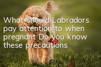 What should Labradors pay attention to when pregnant? Do you know these precautions?