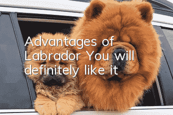 Advantages of Labrador: You will definitely like it