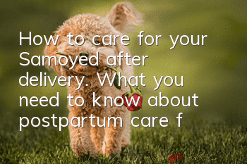 How to care for your Samoyed after delivery. What you need to know about postpartum care for your Samoyed