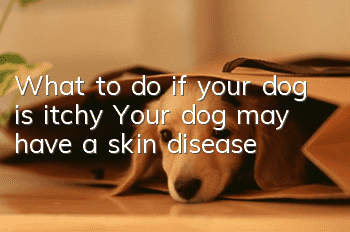 What to do if your dog is itchy? Your dog may have a skin disease