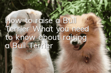 How to raise a Bull Terrier What you need to know about raising a Bull Terrier