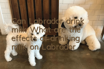 Can Labrador drink milk? What are the effects of drinking milk on Labrador?